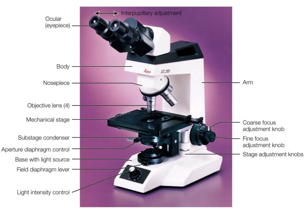 Parts of a Microscope The Comprehensive Guide Microscope and