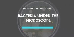 Bacteria Under the Microscope