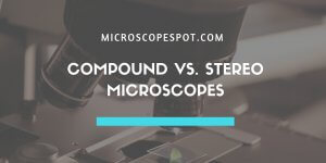 Compound Microscope vs. Stereo Microscope